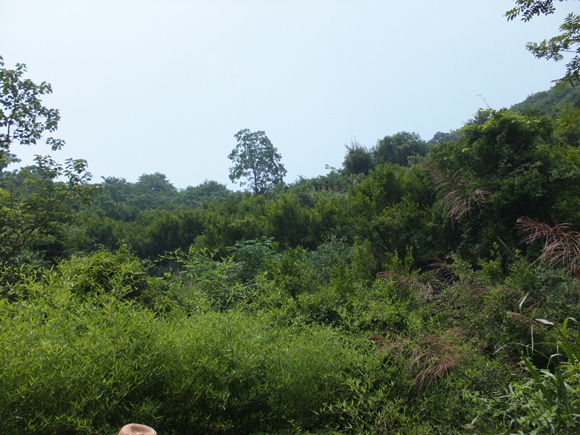 園林基地風(fēng)光