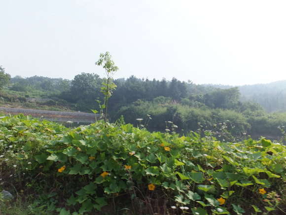 園林基地風(fēng)光